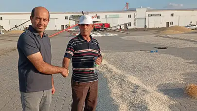 Bahar yağmurları kabak çekirdeği rekoltesini artırdı
