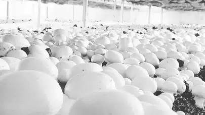 Arkadaşının Tavsiyesiyle Başladı, Kendi İşinin Patronu Oldu