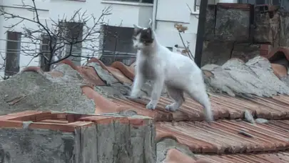 Aksaray’da çatıda mahsur kalan kediyi itfaiye kurtardı