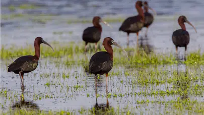Baharın habercisi ‘Çeltikçi kuşu’ Aksaray’da