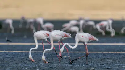 Flamingolar Tuz Gölü’ne döndü: Sayıları düştü, su krizi uyarısı yapıldı