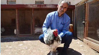 En büyük hobisi tavukları gelir kapısı oldu