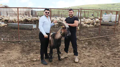 Kurban Bayramı’na sayılı günler kala besicilerde hareketlilik başladı