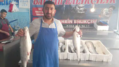 Alabalık ve Somona Yoğun İlgi
