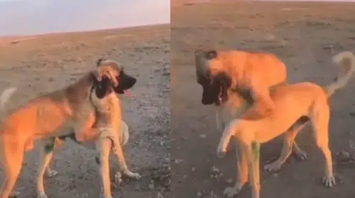 Köpek dövüşüne 39 bin lira ceza