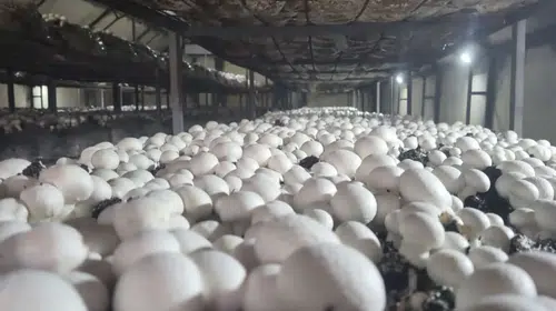 1 kilo 655 gramlık mantar şaşırtıyor