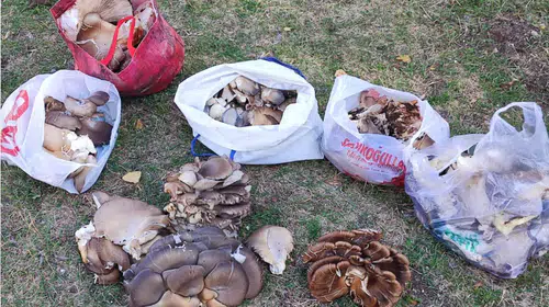 Aksaraylılara yabani mantar uyarısı
