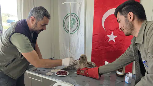 Yuvadan düşüp yaralanan yavru baykuş tedaviye alındı