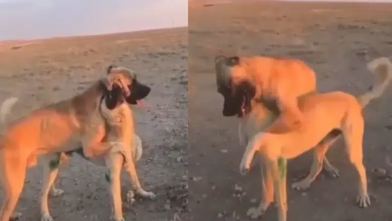 Köpek dövüşüne 39 bin lira ceza