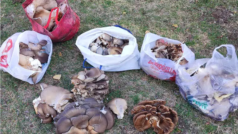 Aksaraylılara yabani mantar uyarısı