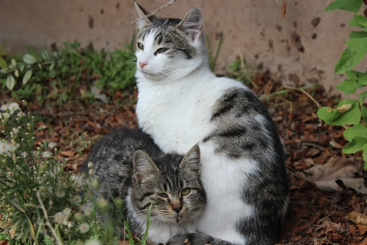 Patili dostlarımızla 2