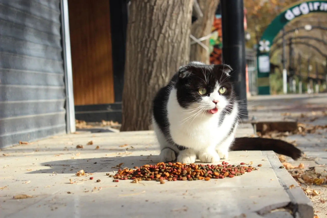 Patili dostlarımızla 1